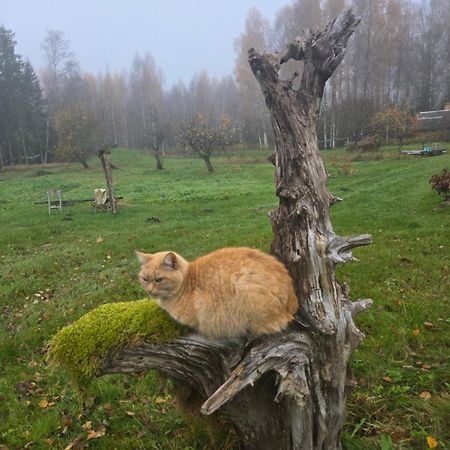 Baltas Raganinas Pirts Villa Sabile Buitenkant foto