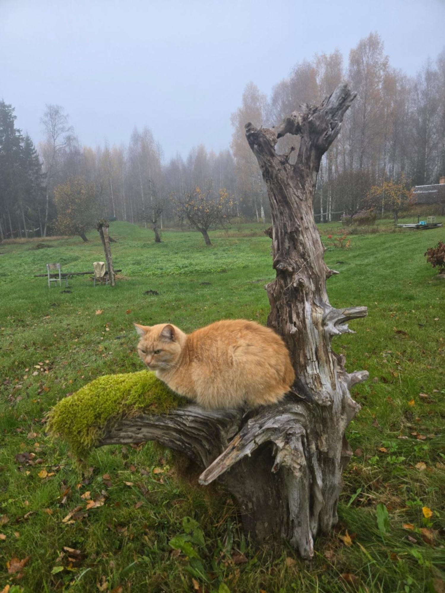 Baltas Raganinas Pirts Villa Sabile Buitenkant foto